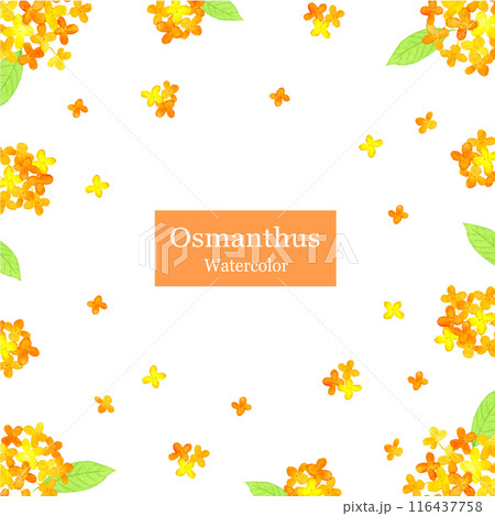 水彩で描いたキンモクセイのフレーム 116437758