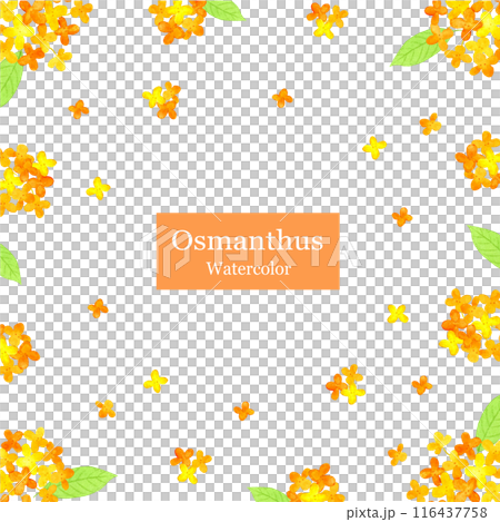 水彩で描いたキンモクセイのフレーム 116437758