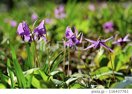 佐野市カタクリの里に咲くかたくりの花 116437761