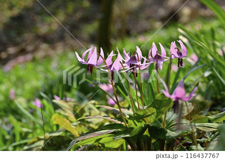 佐野市カタクリの里に咲くかたくりの花 116437767