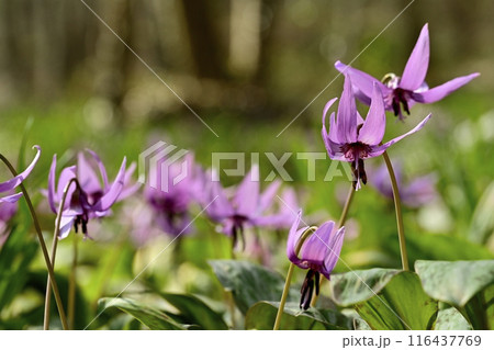 佐野市カタクリの里に咲くかたくりの花 116437769