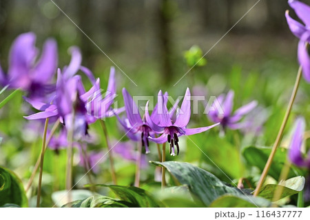 佐野市カタクリの里に咲くかたくりの花 116437777