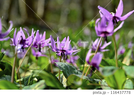 佐野市カタクリの里に咲くかたくりの花 佐野市カタクリの里に咲くかたくりの花 116437778