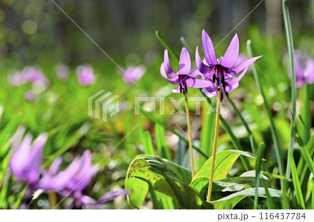 佐野市カタクリの里に咲くかたくりの花 116437784