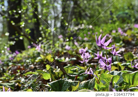 佐野市カタクリの里に咲くかたくりの花 116437794