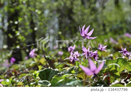 佐野市カタクリの里に咲くかたくりの花 佐野市カタクリの里に咲くかたくりの花 116437796