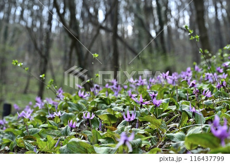 佐野市カタクリの里に咲くかたくりの花 116437799