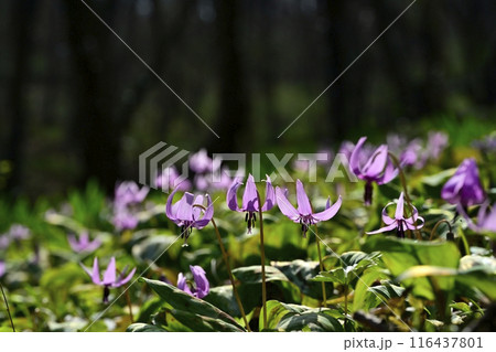 佐野市カタクリの里に咲くかたくりの花 116437801