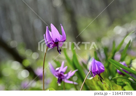 佐野市カタクリの里に咲くかたくりの花 116437805