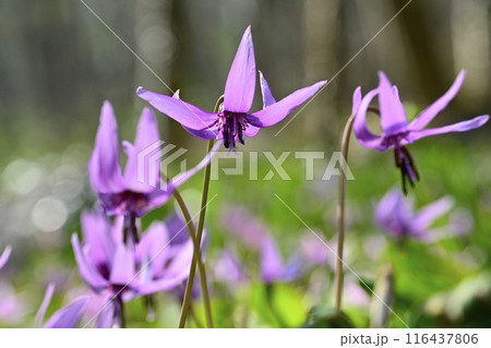佐野市カタクリの里に咲くかたくりの花 116437806