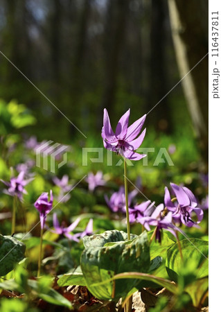 佐野市カタクリの里に咲くかたくりの花 佐野市カタクリの里に咲くかたくりの花 116437811