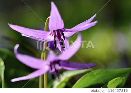 佐野市カタクリの里に咲くかたくりの花 佐野市カタクリの里に咲くかたくりの花 116437816