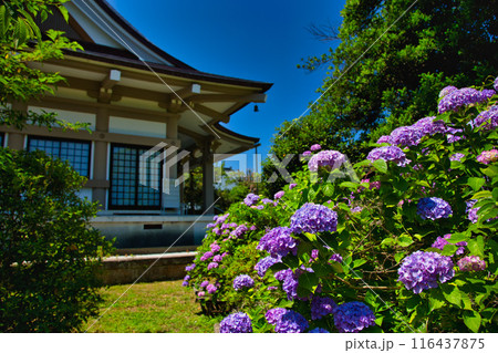 称念寺の春 116437875