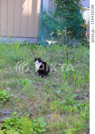 耳カットされた白黒ハチワレの野良猫、さくら猫のメス、雌猫、ブチ猫 116438286