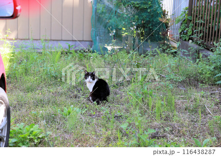 耳カットされた白黒ハチワレの野良猫、さくら猫のメス、雌猫、ブチ猫 耳カットされた白黒ハチワレの野良猫、さくら猫のメス、雌猫、ブチ猫 116438287