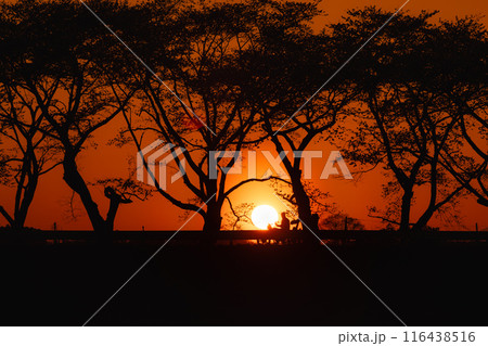 宮城　夕焼けのみなみかた千本桜ドライブロード 116438516