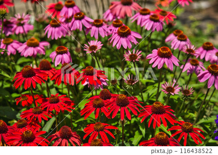 ゆりの里公園 ゆりの里公園 116438522