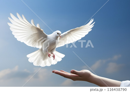 Hand holding White Dove flying on sky and international day of peace 116438790