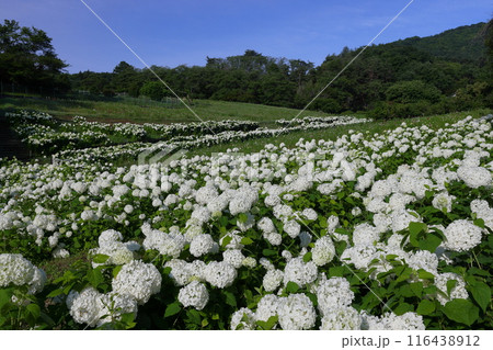 埼玉県秩父郡長瀞町　青空の長瀞花の里ハナビシソウ園　一面を埋める満開の白いあじさいアナベル 116438912