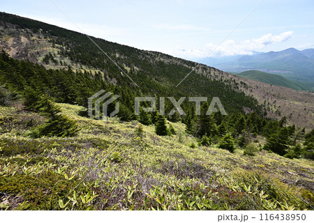 四阿山登山、長野県、群馬県 四阿山登山、長野県、群馬県 116438950