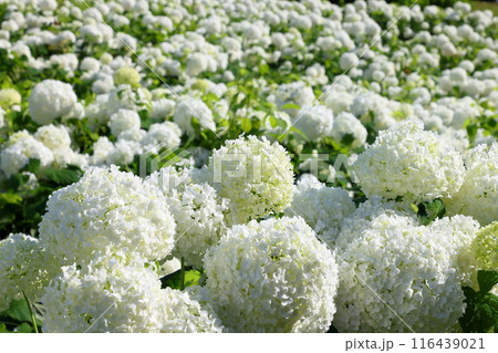 埼玉県秩父郡長瀞町　長瀞花の里ハナビシソウ園　一面を埋める満開の白いあじさいアナベル 116439021