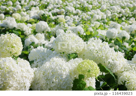 埼玉県秩父郡長瀞町　長瀞花の里ハナビシソウ園　一面を埋める満開の白いあじさいアナベル 116439023