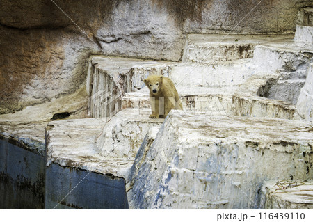 見つめるホッキョクグマの赤ちゃん 116439110