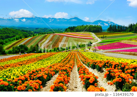 カラフルな花畑 116439170