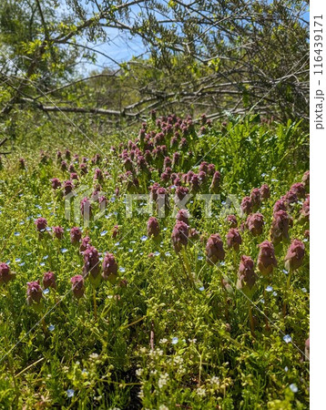 春の里山のヒメオドリコソウの群生 116439171