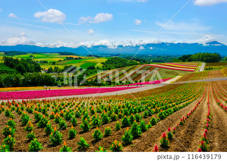 カラフルな花畑の田園風景 カラフルな花畑の田園風景 116439179