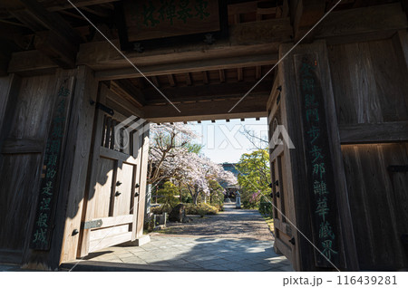 祇園寺の桜 116439281