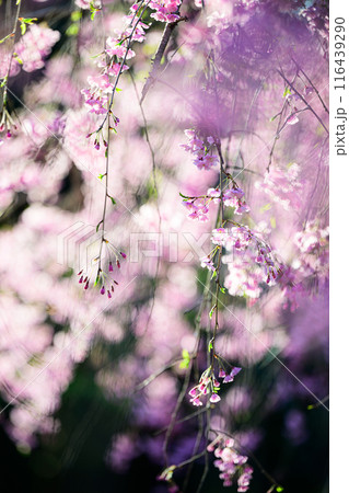 祇園寺の桜 116439290