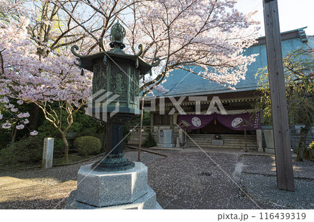 祇園寺の桜 祇園寺の桜 116439319