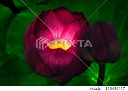 仄かに光る蓮の花 116439457