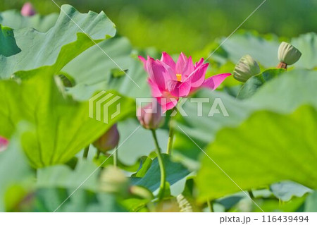 揺れる葉の隙間に見える蓮の花 揺れる葉の隙間に見える蓮の花 116439494