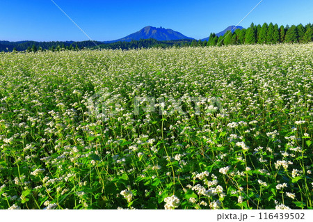 【熊本県】快晴で満開の波野そばの花畑 【熊本県】快晴で満開の波野そばの花畑 116439502