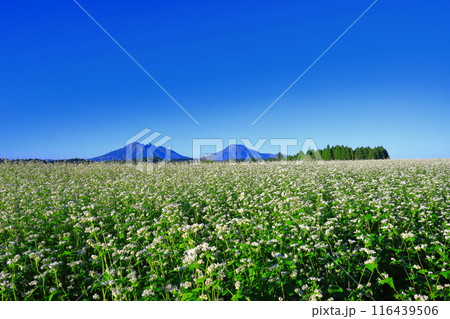 【熊本県】快晴で満開の波野そばの花畑 【熊本県】快晴で満開の波野そばの花畑 116439506