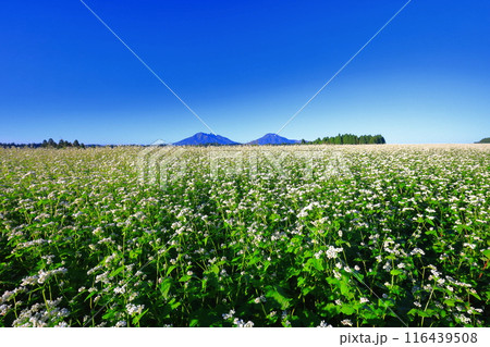 【熊本県】快晴で満開の波野そばの花畑 116439508
