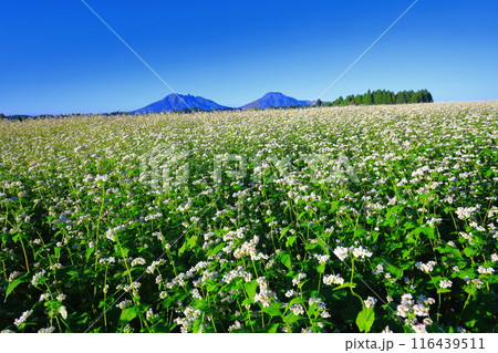 【熊本県】快晴で満開の波野そばの花畑 116439511