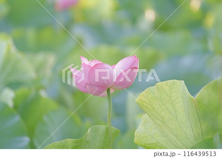 可憐な蓮の花 116439513