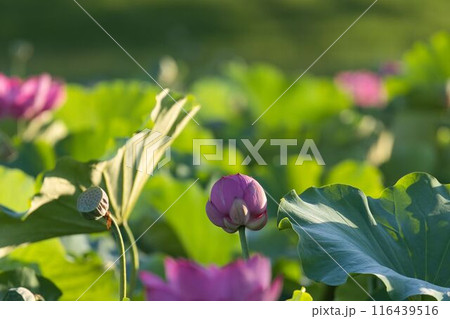 明日咲くか蓮の蕾 明日咲くか蓮の蕾 116439516
