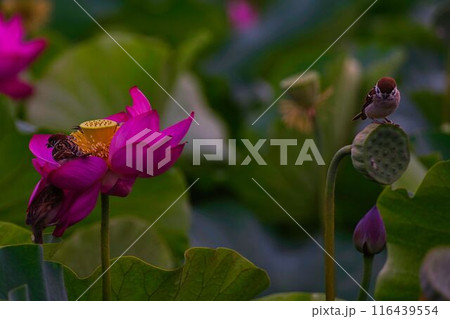 雀と蓮の花 116439554