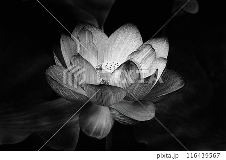 モノクロームの蓮の花 モノクロームの蓮の花 116439567