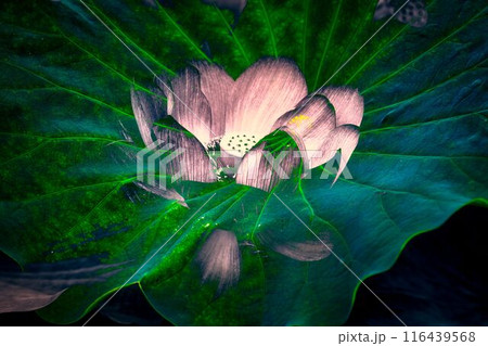 蓮の花とハスの葉 蓮の花とハスの葉 116439568