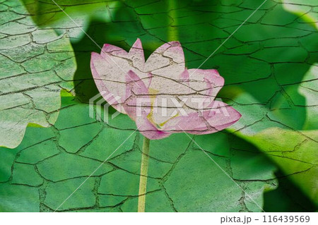 タイルの上に蓮の花 116439569