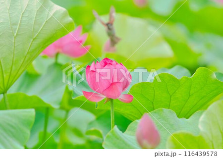 可憐な蓮の花 可憐な蓮の花 116439578