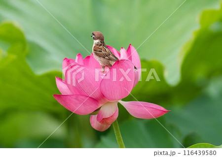 花の上に乗る雀 花の上に乗る雀 116439580