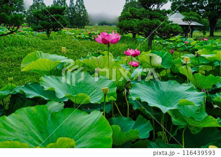 背が高いハスの花 背が高いハスの花 116439593