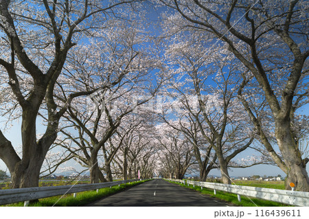 宮城 みなみかた千本桜ドライブロード満開の桜のトンネル 宮城 みなみかた千本桜ドライブロード満開の桜のトンネル 116439611