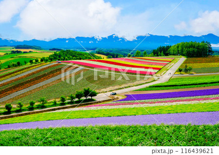 美しい花畑の丘2 116439621